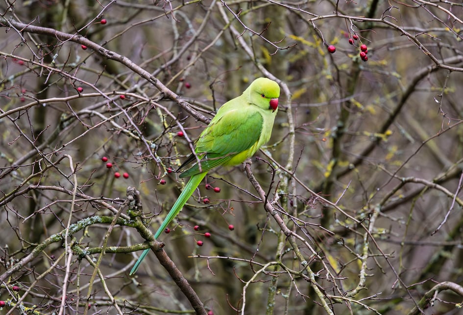Two Ring-necked Parakeets perched on a bare branch