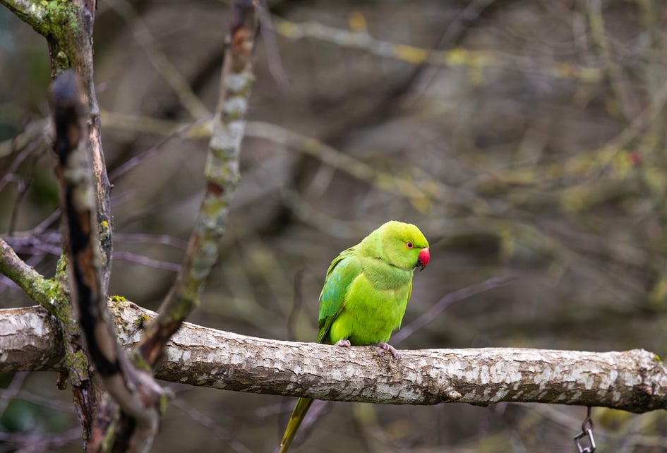 A Ring-necked Parakeet in flight at RSPB Sandwell Valley