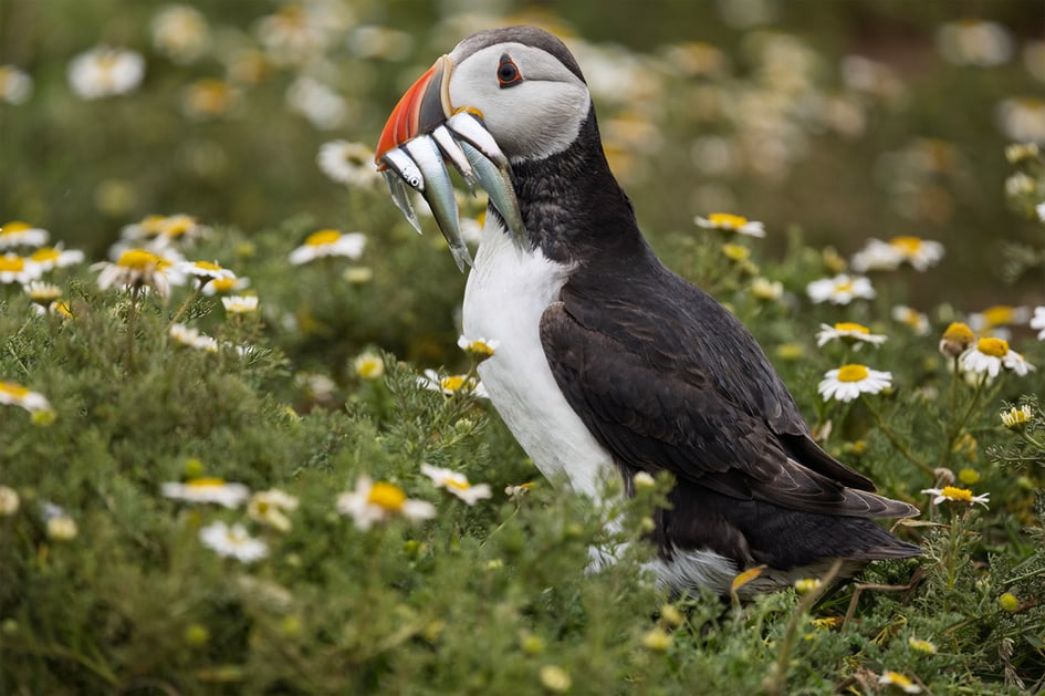 A puffin standing in wildflowers with a beak full of sand eels at The Wick, Skomer Island