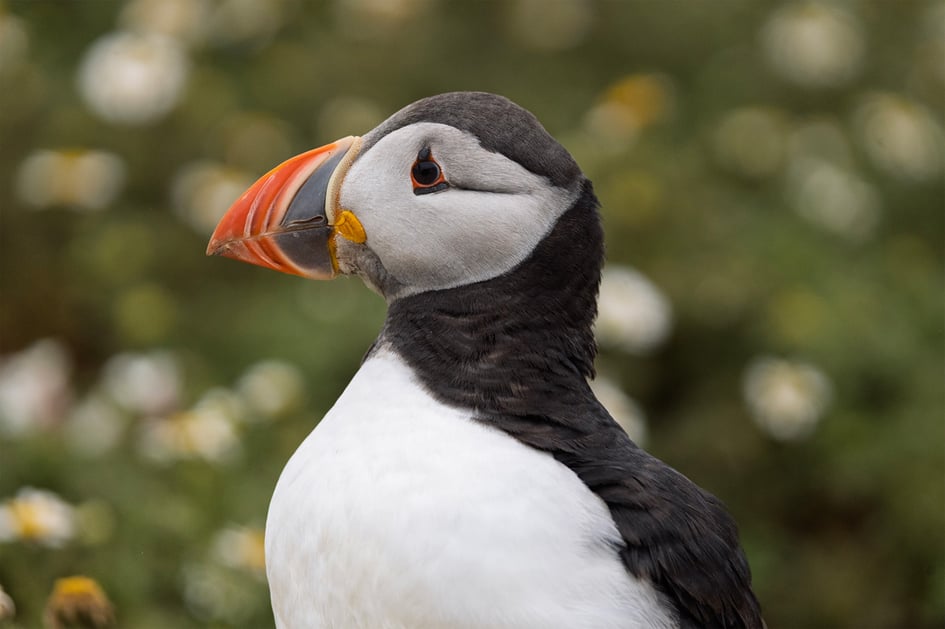 A tight telephoto headshot of a puffin, showing its colourful bill in detail