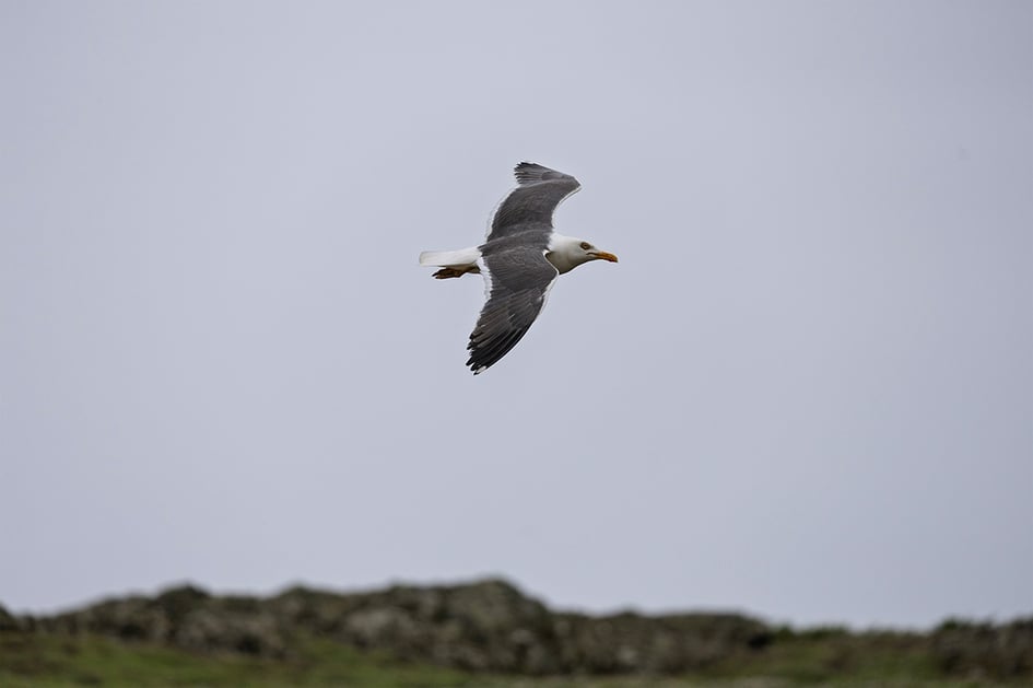 A lesser black-backed gull patrolling the skies above Skomer Island in search of an easy meal