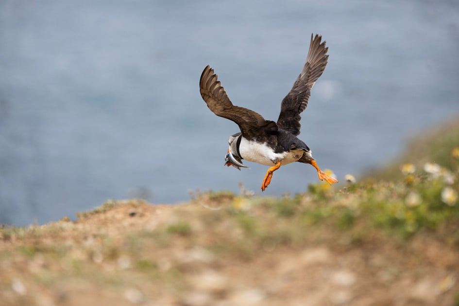 A puffin coming in to land with wings spread wide and sand eels in its beak