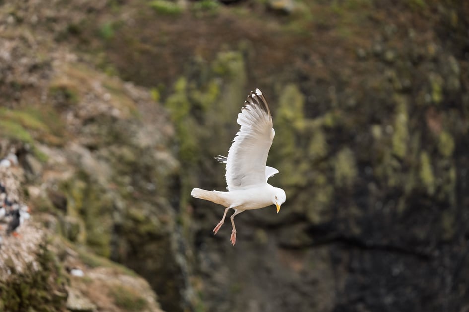 A kittiwake in flight against the sheer cliffs near High Mountain, Skomer Island