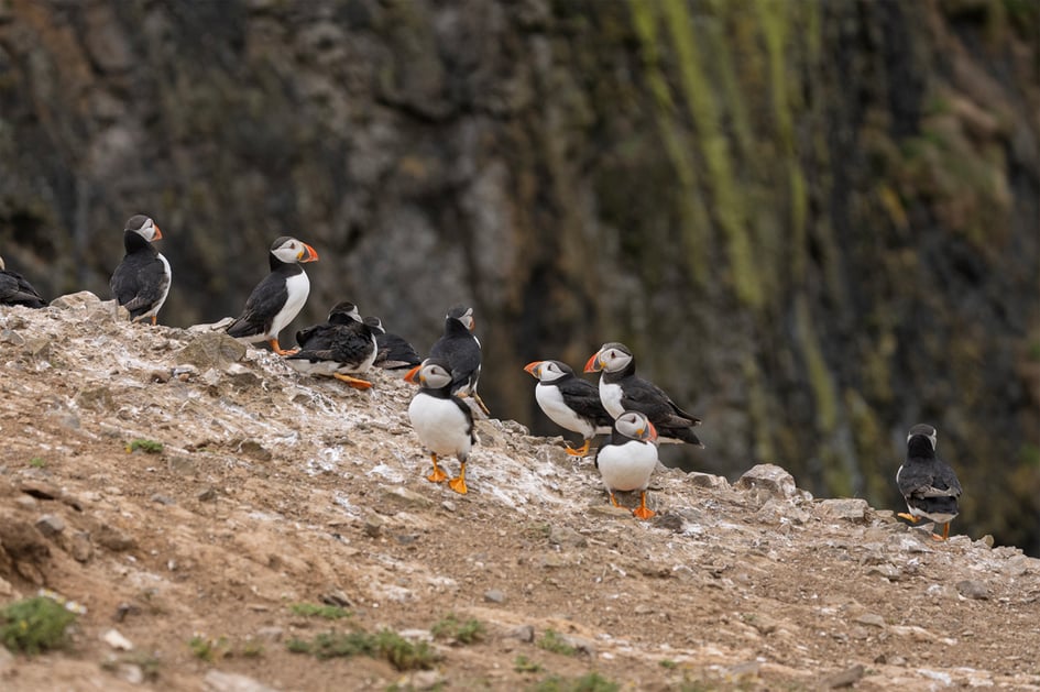 A small group of puffins gathered on the grassy cliff edge at The Wick, Skomer Island