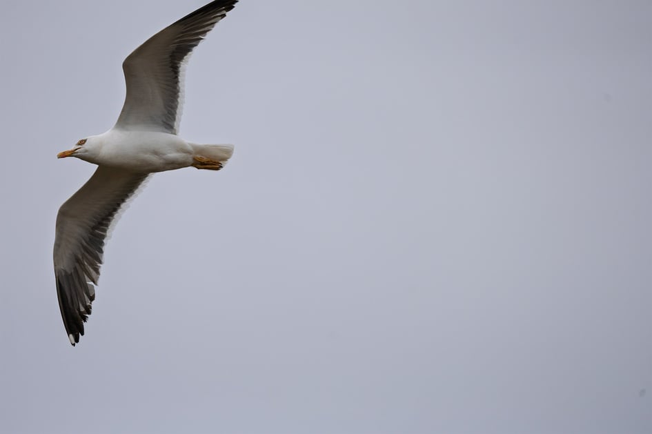 A gull in flight over Skomer Island, watching the puffin burrows below