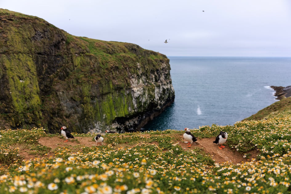 Puffins standing among wildflowers with the dramatic Skomer Island cliffs and sea beyond