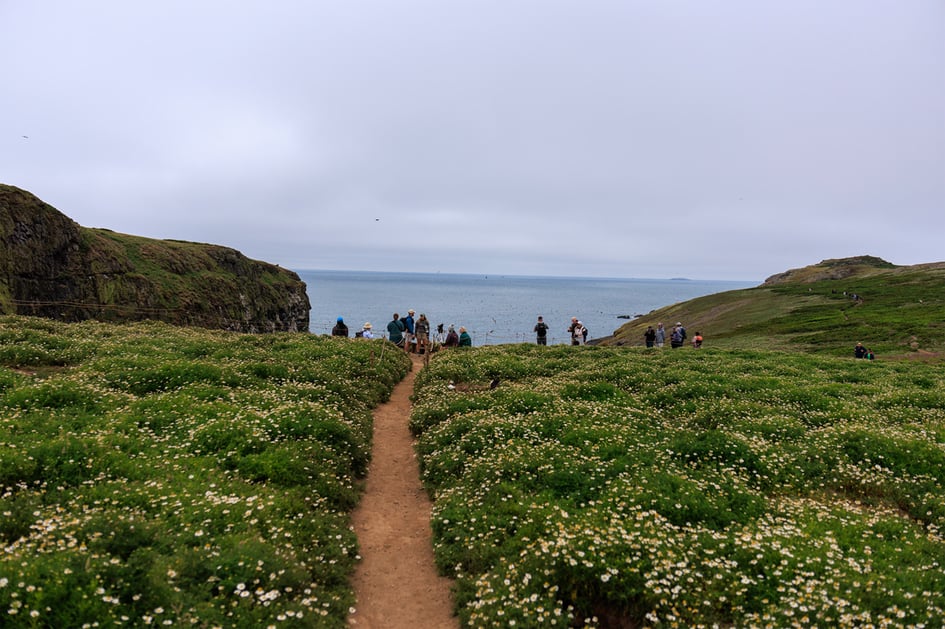 A wildflower-lined path leading down to photographers gathered at the cliff edge at The Wick, Skomer Island