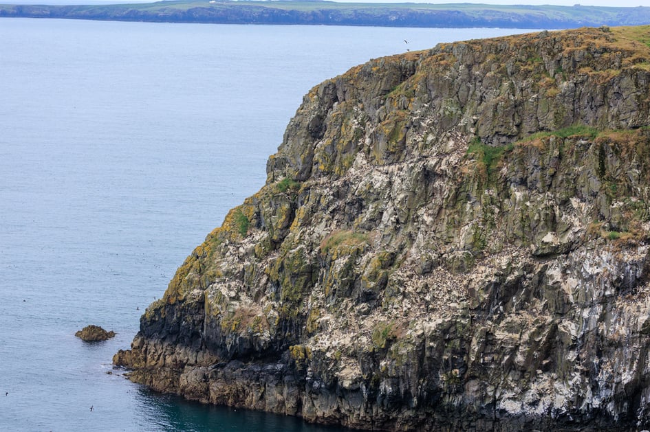 A sheer, guano-streaked nesting cliff packed with seabirds below High Mountain, Skomer Island