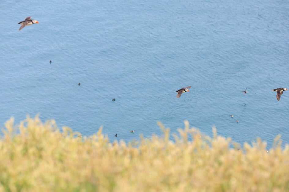 Puffins and other seabirds flying low over the water and resting on the sea near the Skomer Island landing stage