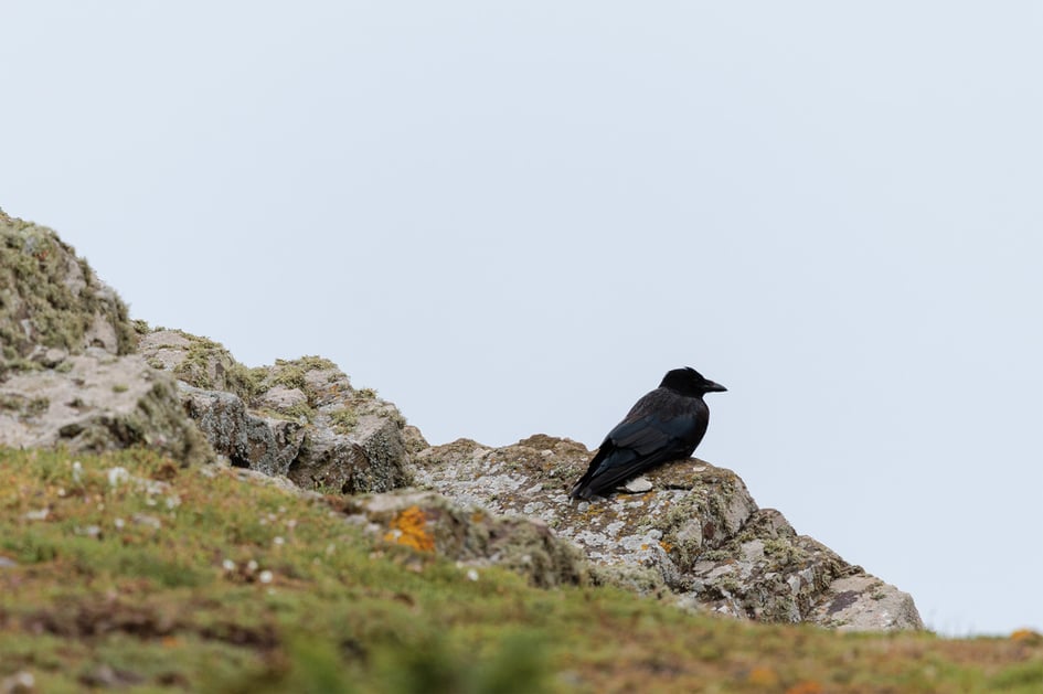 A common raven perched on a rocky outcrop on Skomer Island