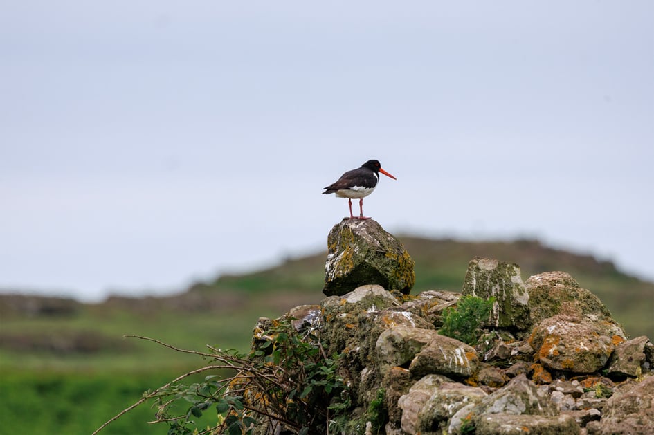 An oystercatcher standing on a dry-stone wall on Skomer Island