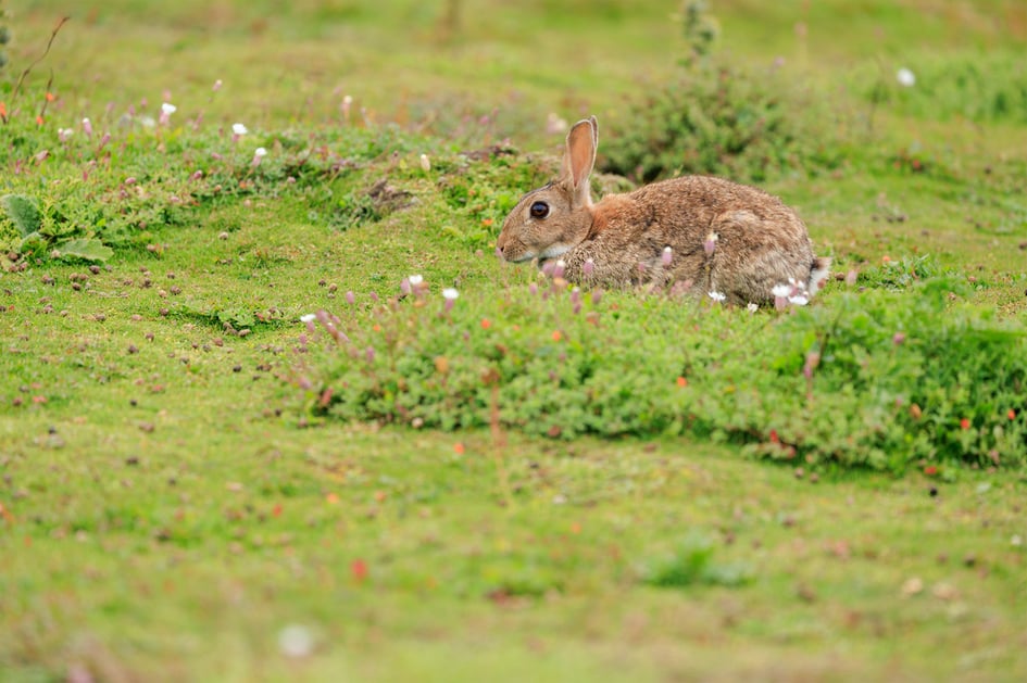 A wild rabbit foraging among wildflowers on Skomer Island