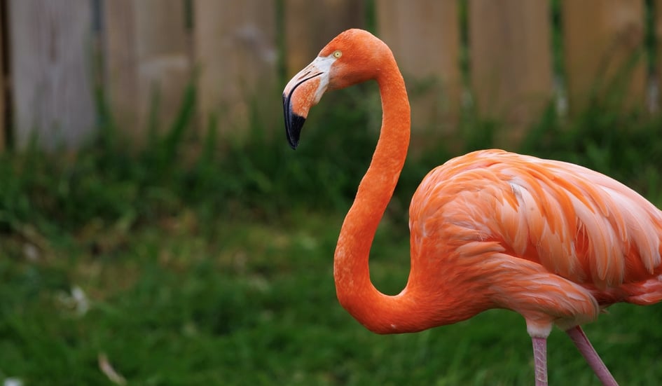 A group of Greater Flamingos in the water at Slimbridge Wetland Centre