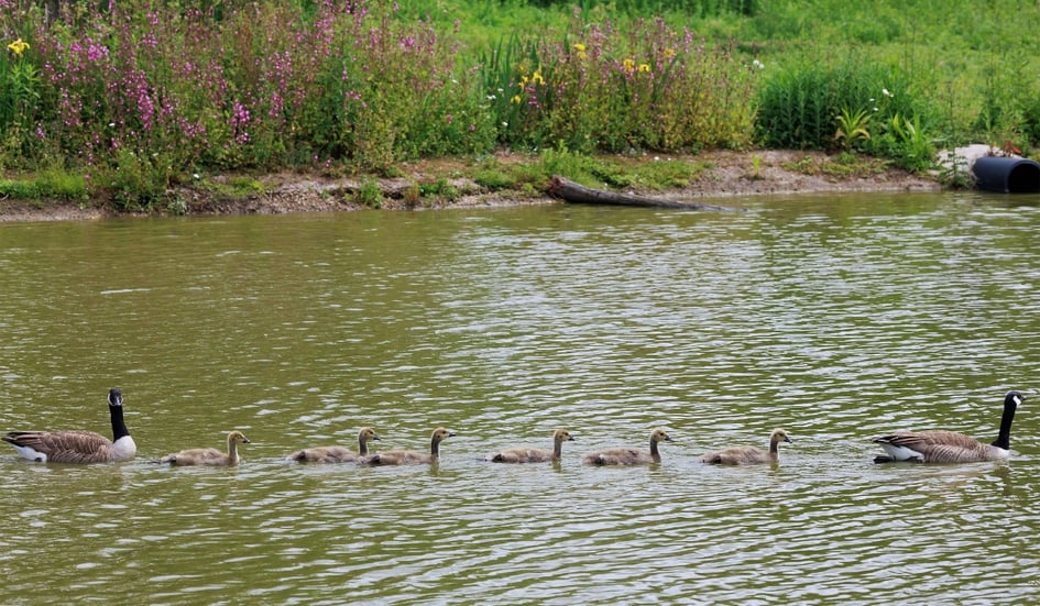 A group of geese swimming at Slimbridge Wetland Centre
