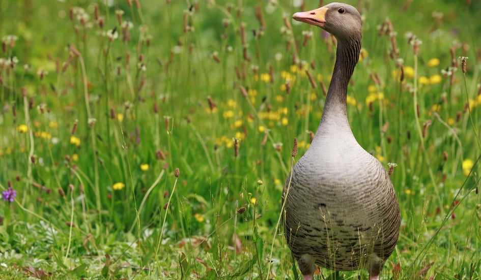 A Greylag Goose at Slimbridge Wetland Centre