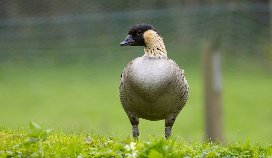 A Hawaiian Goose (Nene) foraging at Slimbridge Wetland Centre