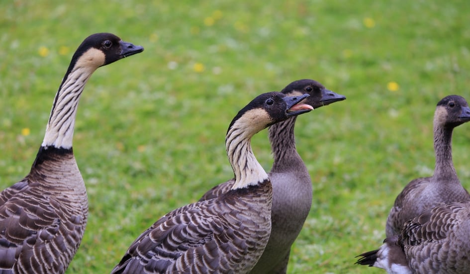 A group of Hawaiian Geese (Nene) on grass at Slimbridge Wetland Centre
