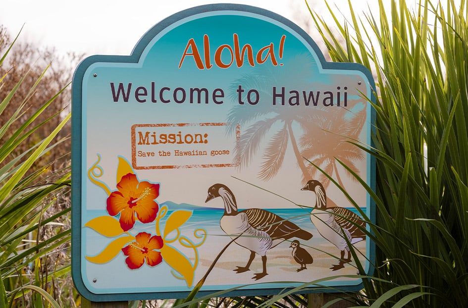 A conservation sign about the Hawaiian Goose at Slimbridge Wetland Centre