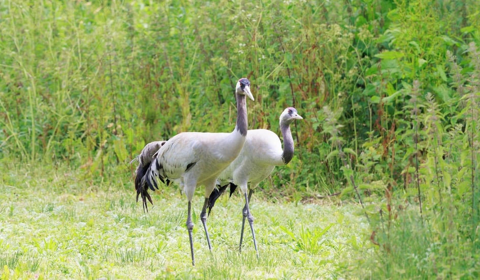 A pair of Eurasian Cranes at Slimbridge Wetland Centre