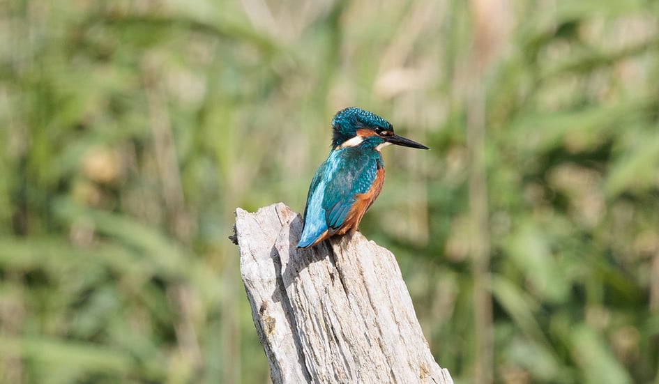 A Kingfisher perched near the Kingfisher Hide at Slimbridge Wetland Centre
