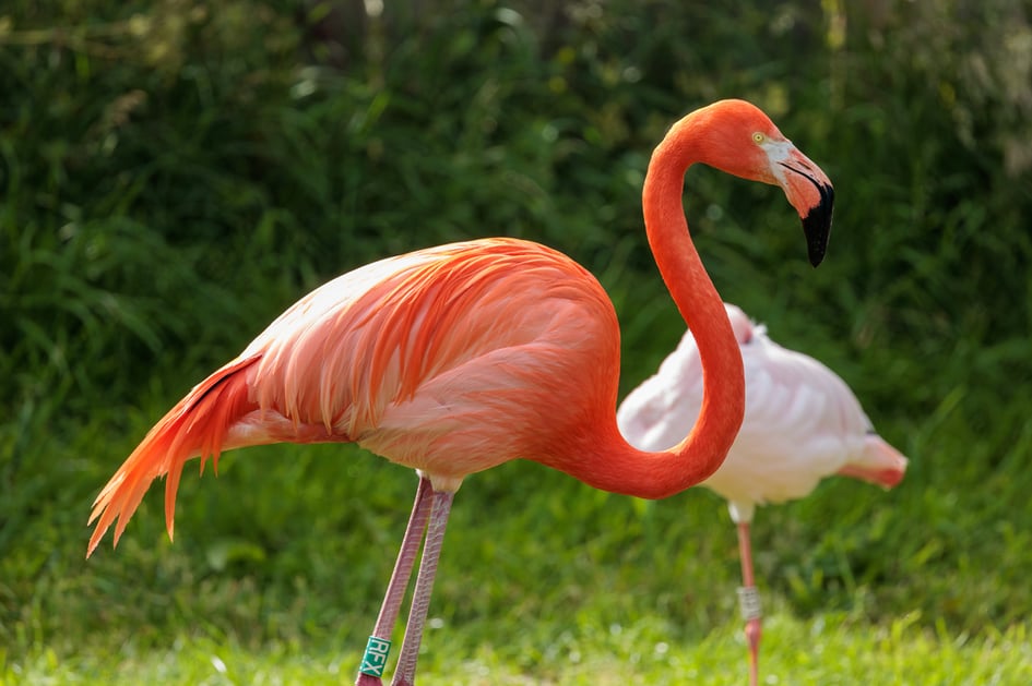 An American Flamingo with vivid pink plumage at Slimbridge Wetland Centre