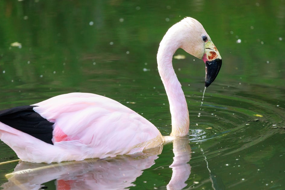 An Andean Flamingo standing at Slimbridge Wetland Centre