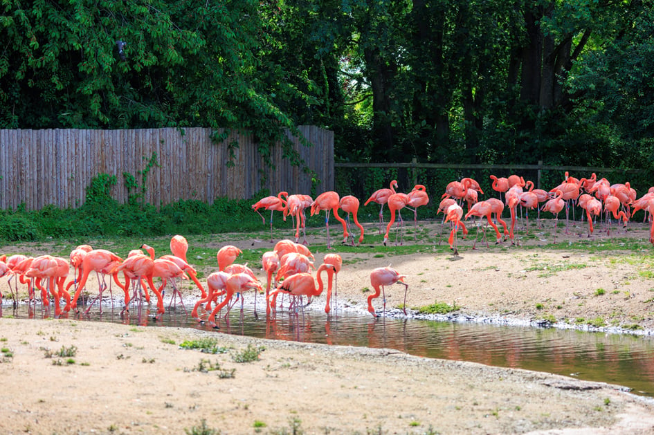 A flamingo standing in shallow water at Slimbridge Wetland Centre