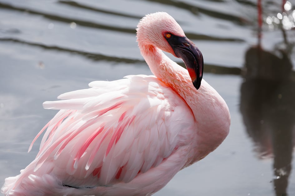 A Lesser Flamingo at Slimbridge Wetland Centre
