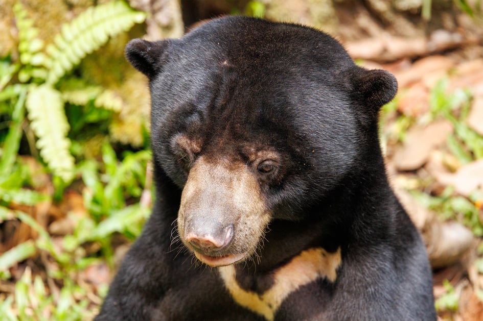 A close-up portrait of a sun bear at the Bornean Sun Bear Conservation Centre in Sepilok