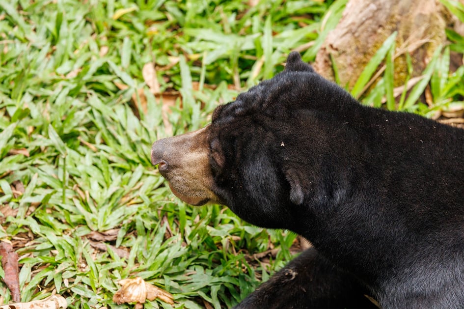 A sun bear foraging on the ground in the natural forest enclosure at Sepilok