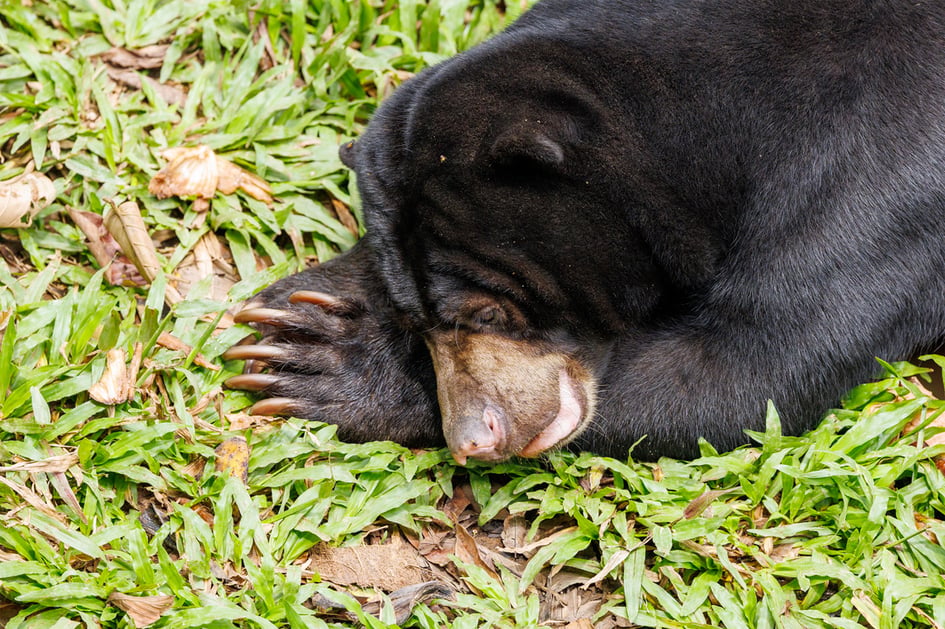 A sun bear resting contentedly in the forest enclosure at the conservation centre