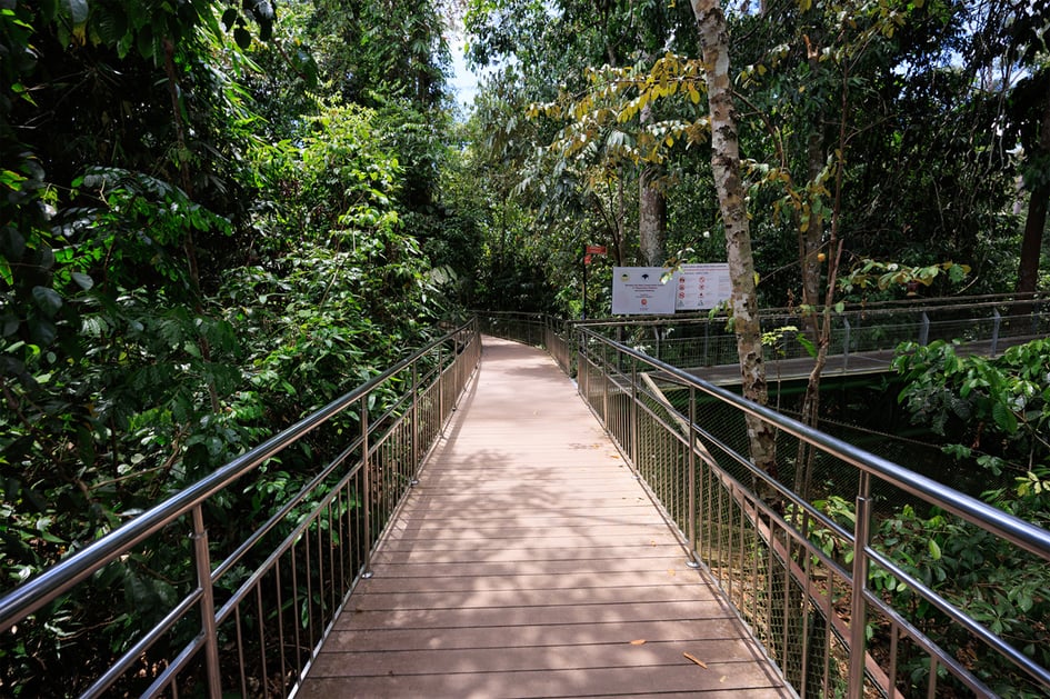 The elevated boardwalk leading to the viewing platforms at the Bornean Sun Bear Conservation Centre