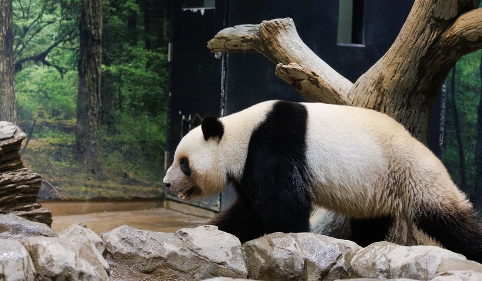 The indoor giant panda enclosure at Ueno Zoo