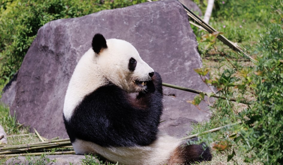 A giant panda eating bamboo at Ueno Zoo