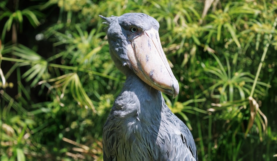 A shoebill standing in its enclosure at Ueno Zoo