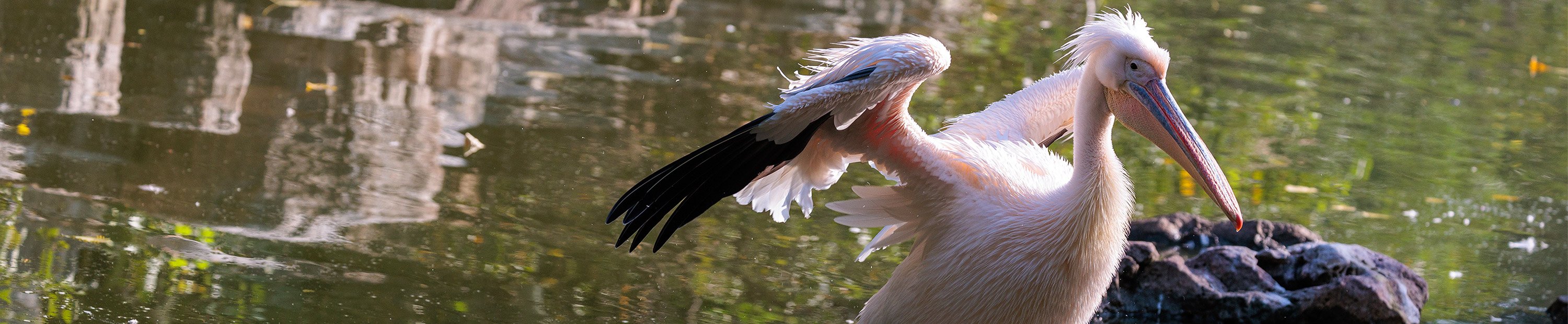 Giant pandas and wildlife habitats in Beijing Zoo