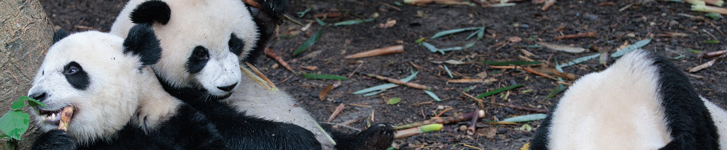 Giant Pandas eating bamboo at the Chengdu Research Base of Giant Panda Breeding