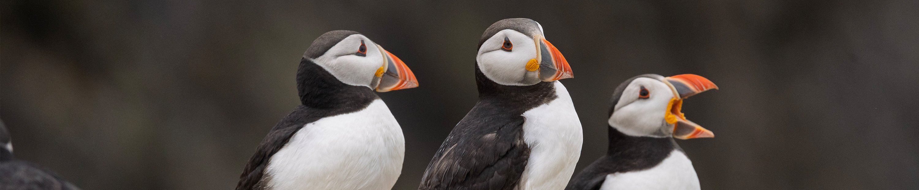 Dramatic sea cliffs and puffins of Skoma Island, Wales