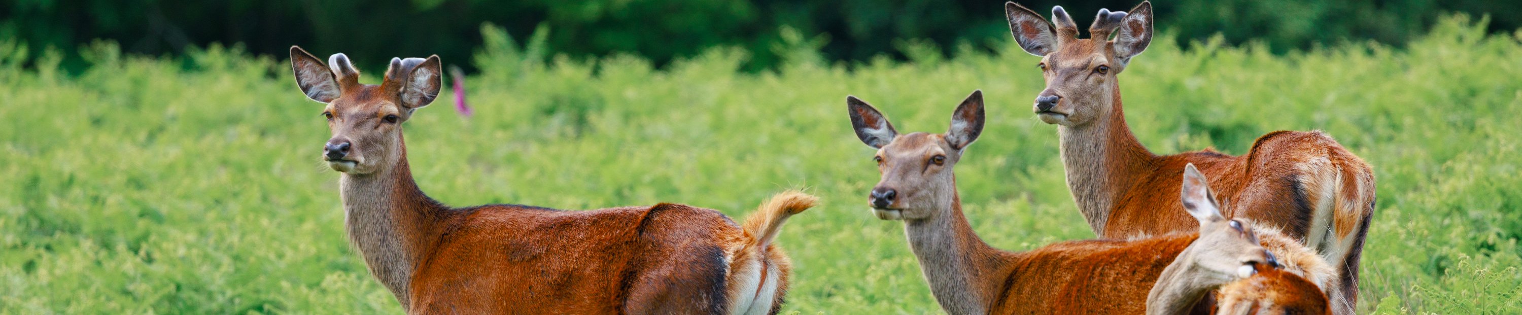 Deer standing in bracken-covered parkland at Bradgate Park in Leicestershire