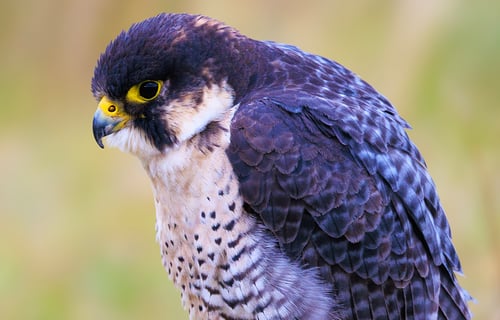 Close-up bird portrait