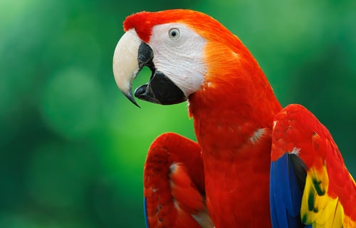 Perched bird portrait