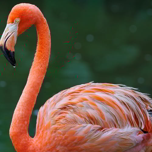 Bird in flight portrait