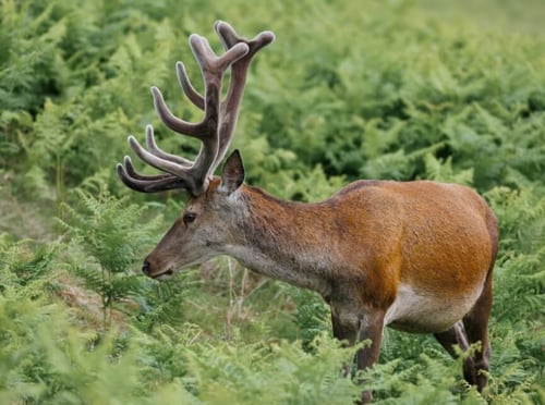 Bradgate Park