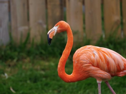 Slimbridge WWT