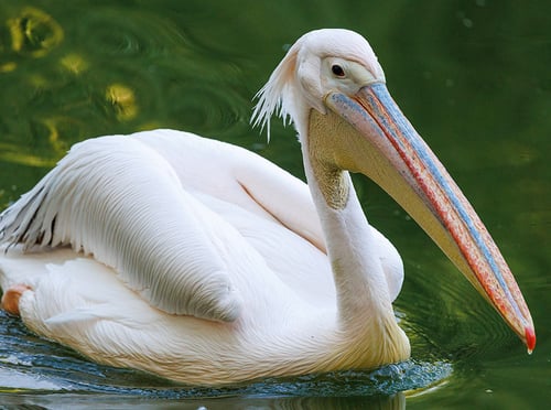 Beijing Zoo