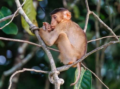 Borneo