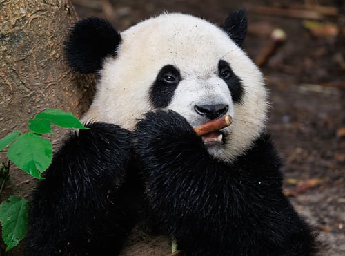 Chengdu
