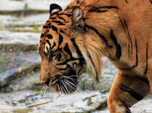 Chester Zoo