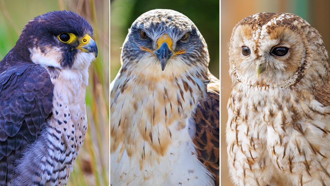 Wildlife animals in their natural habitat