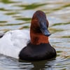 Canvasback